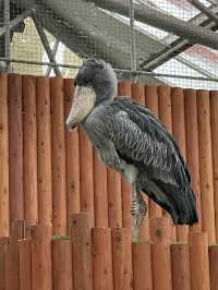 【掛川花鳥園】「花と鳥とのふれあい」が楽しめるテーマパーク