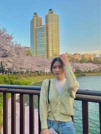 벚꽃 막차 탑승하세요!! 🌸석촌호수🌸