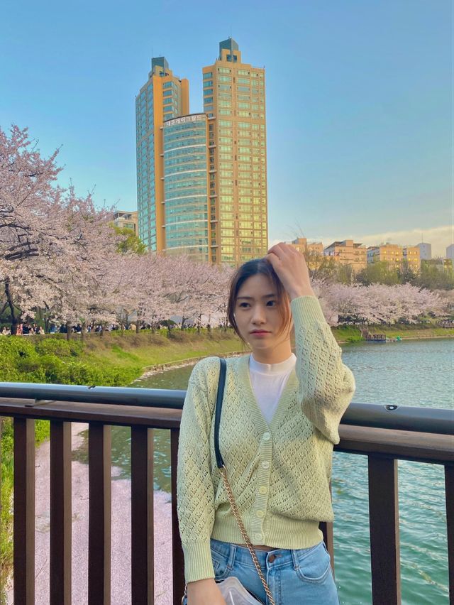 벚꽃 막차 탑승하세요!! 🌸석촌호수🌸