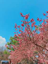 창덕궁에 핀 홍매화🌸💓