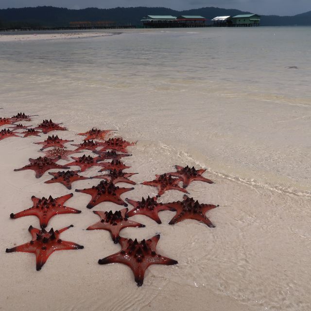 越南富國島🌟海星沙灘