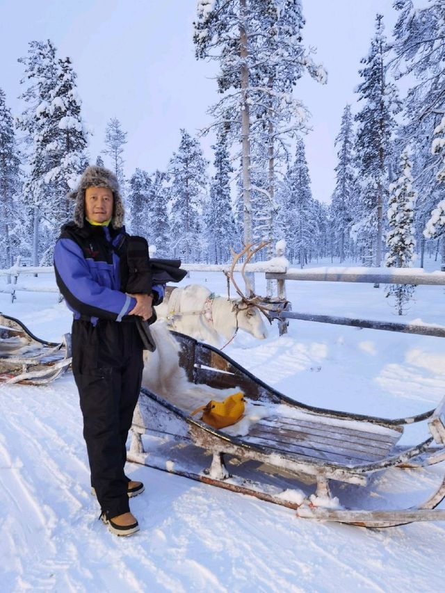 Reindeer Sleigh Ride @Lapland 