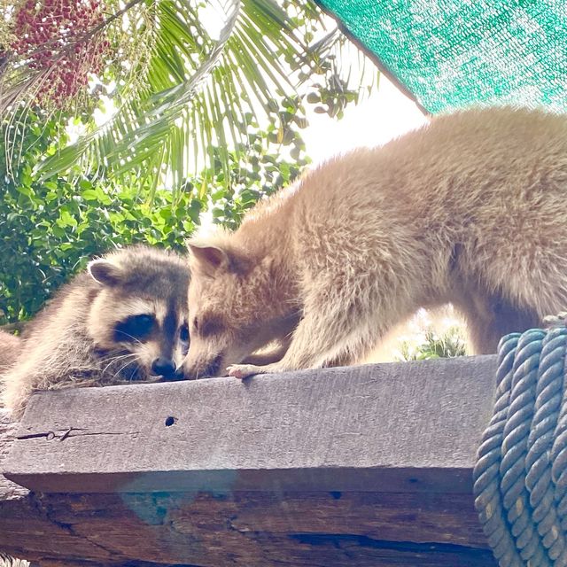 Beautiful Creatures at Farm in the City