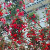 【日本 三重】日本最大規模花海 🌹🌷🌺🌸🌼