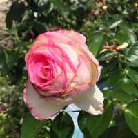 四季都有花睇🌸🌺🌻 海之中道海濱公園