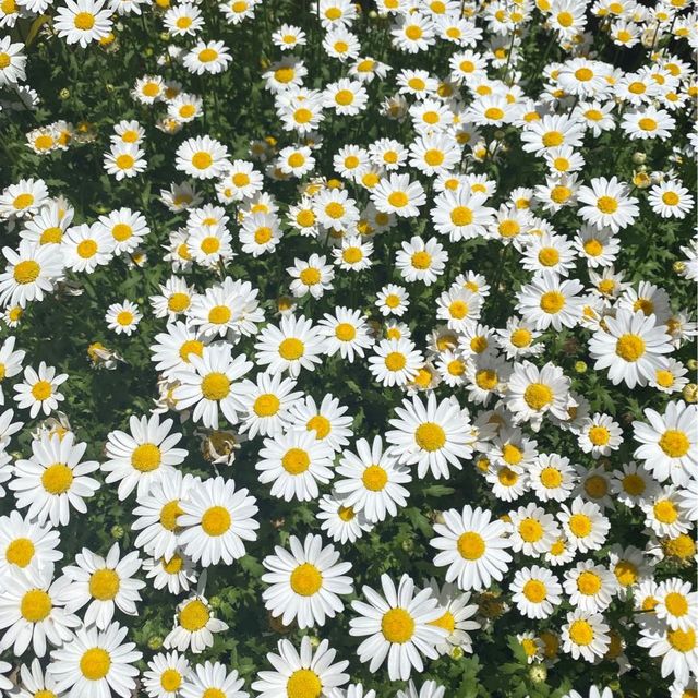데이지와 함께하는 커피 피크닉🌼