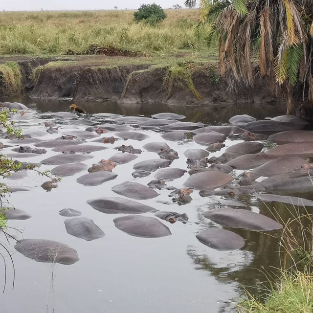 A most SPECTACULAR photo Safari in Tanzania 