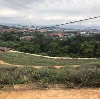 Saudagar Nanas Agrofarm, lokasi menarik!