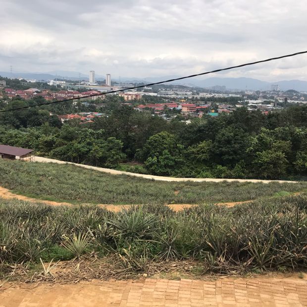 Saudagar Nanas Agrofarm, lokasi menarik!