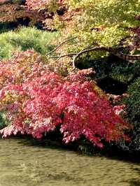 山口県🍁これからの時期が1番オススメ！紅葉スポット🍁【長府庭園】