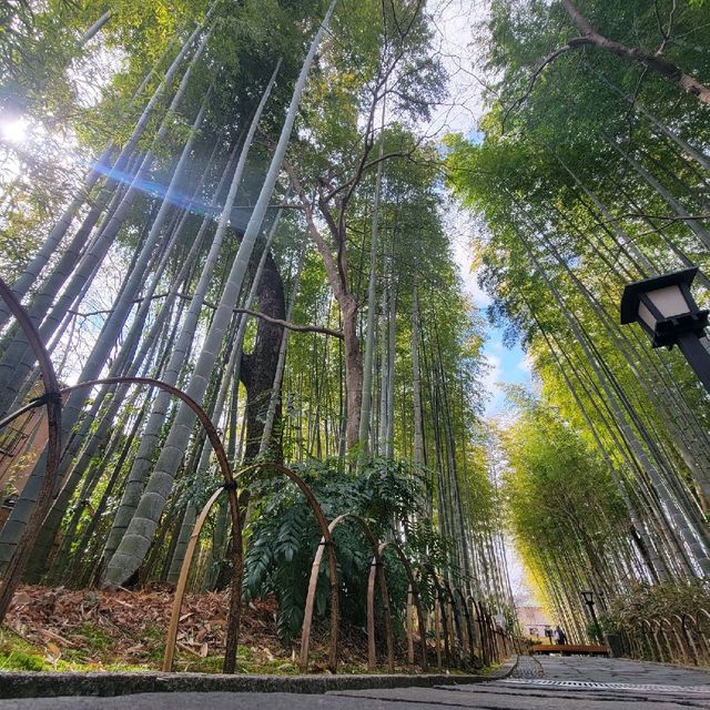 【修善寺】竹林の小径