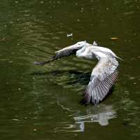 Day Out @ Bird Park