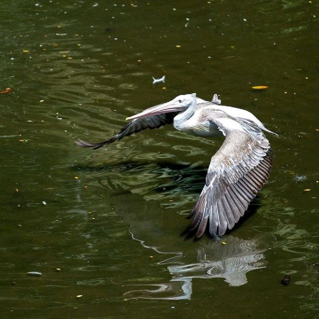 Day Out @ Bird Park