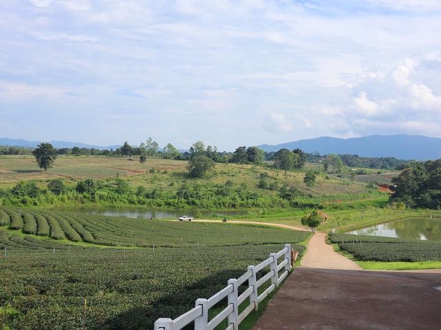 一望無際的綠茶園—翠峰茶園