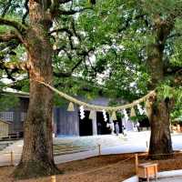 Meiji Shrine @Shibuya Tokyo