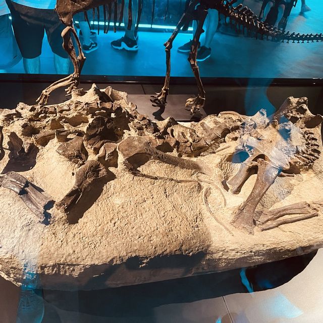 恐龍🦖暑日之旅