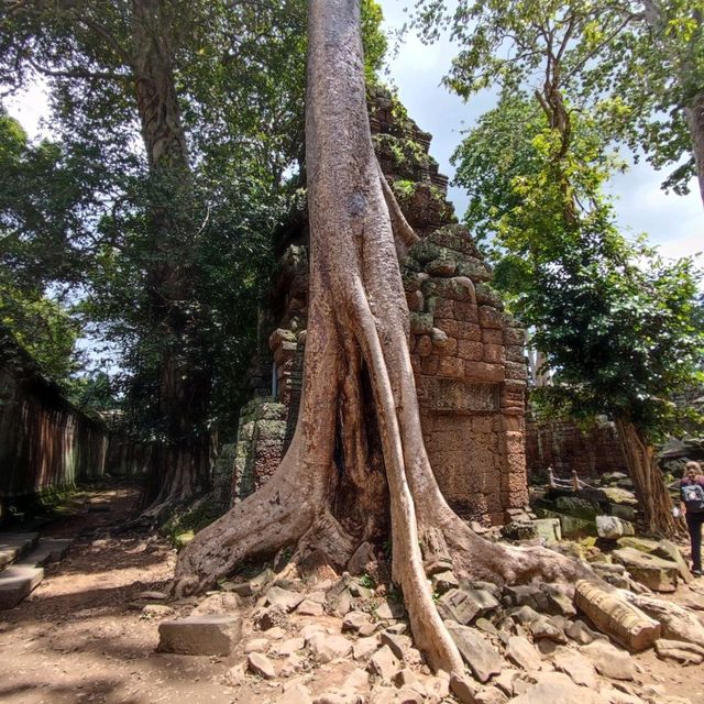 The Trees Roots Temple