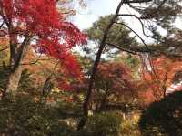 シャッターを押せば全てが美しく写る吉祥寺