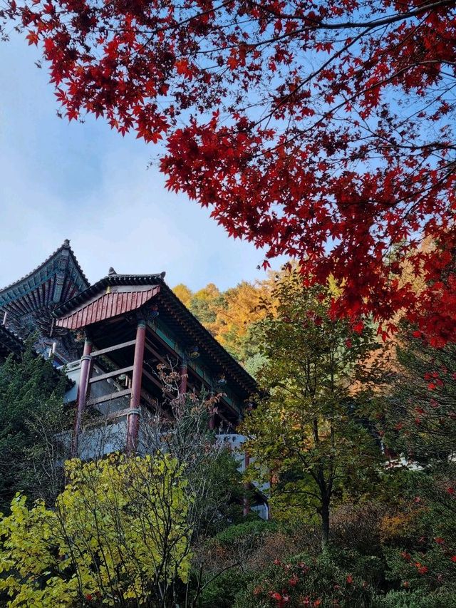 일본에 온 거 같은 단양 구인사