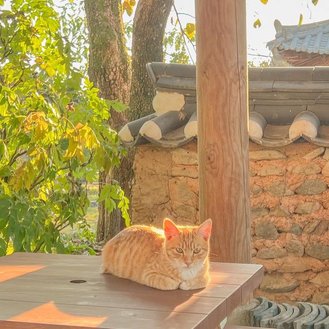 고즈넉한 한옥카페 ‘한옥에서좋은날’ 💛
