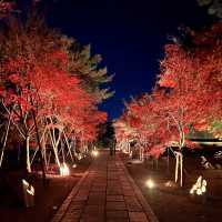 【京都】世界遺産で紅葉のライトアップ