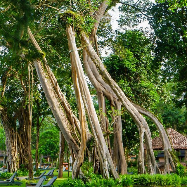 รีสอร์ทเขาหลักที่กลมกลืนกับธรรมชาติ