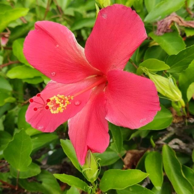 Calming Lotus Seaview Beach Resort