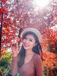 【突襲大棠楓香林？！意想不到的偶遇紅葉🍁】