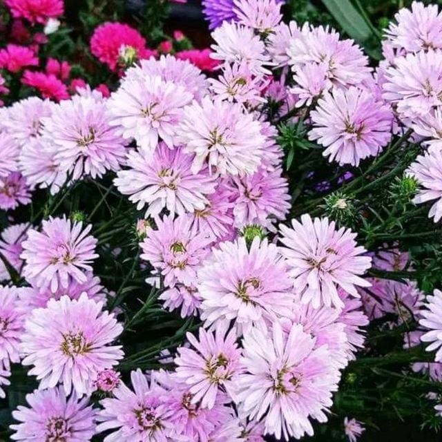 🌼🌸ไร่คุณอารียา🌿🌿