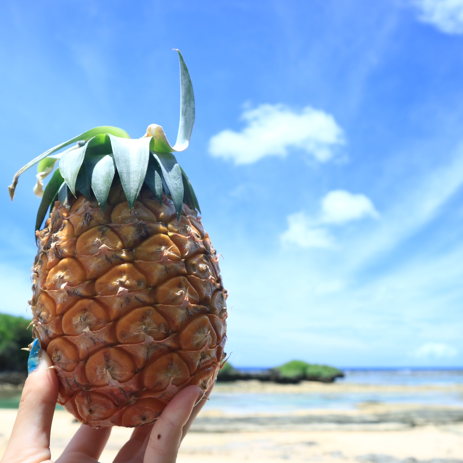 西表島上原港周辺 Trip Com 西表島の旅のブログ