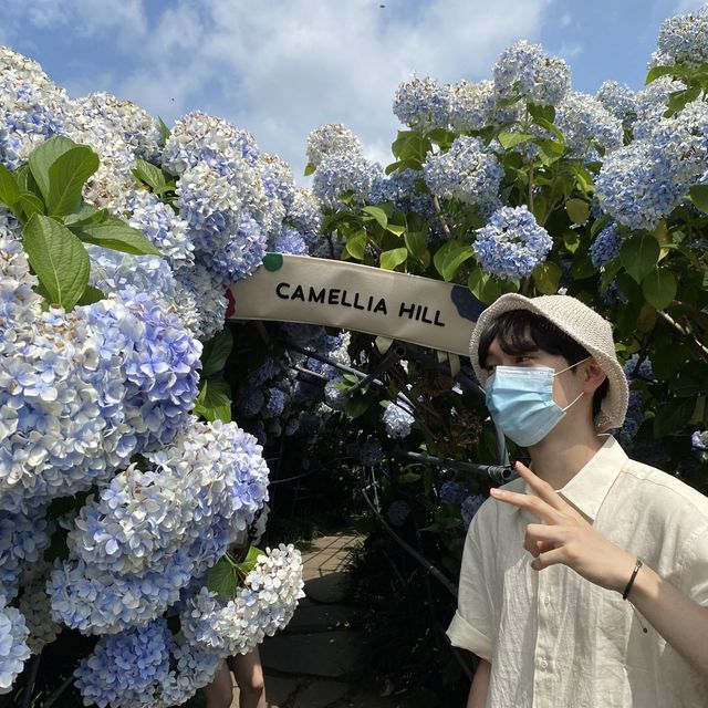 [제주] 까멜리아 힐 🌹, 수국의 꽃말은 진실한 사랑이라면서요?