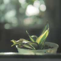 Spring Coffee 4287