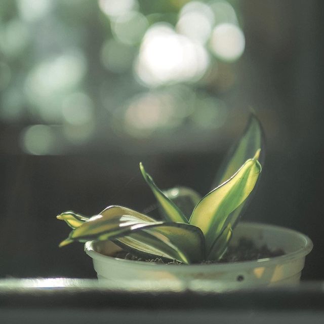 Spring Coffee 4287