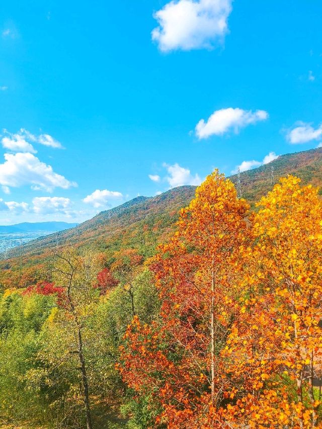 부산에서 가을 즐기기 🍁 