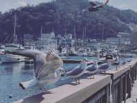 熱海で海鳥に出会う