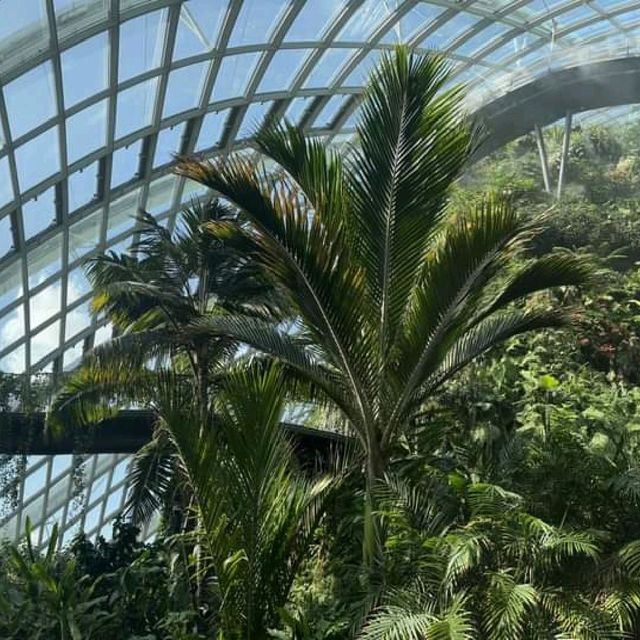 Cloud Forest