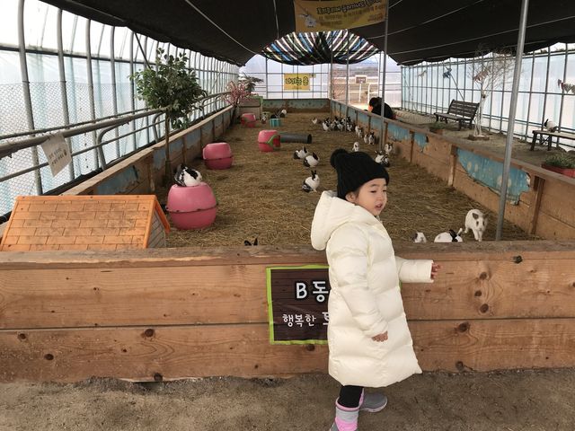 강릉 아기동물농장 아이와 함께 동물교감