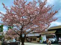 京都　KYOTO SAKURAめぐり❗️渡月橋から嵐山公園中之島地区まで散策してみた！
