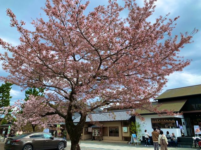京都　KYOTO SAKURAめぐり❗️渡月橋から嵐山公園中之島地区まで散策してみた！