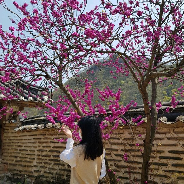 [병산서원] 안동 벚꽃 나들이 가볼만한 곳