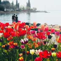 花季在湖邊 Bardolino 