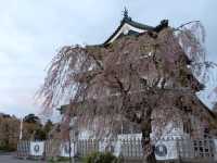 賞櫻花勝地｜弘前公園🌸🌸