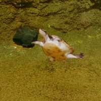 いろんなカメがいる！京都市動物園　熱帯館