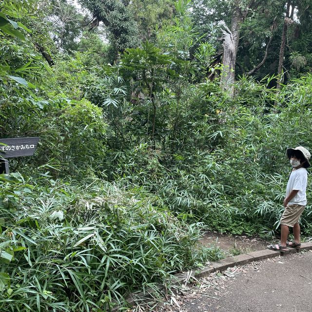 【横浜】ホタルの住む陣ヶ下渓谷公園