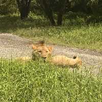 泰國曼谷Safari World 野生動物園世界