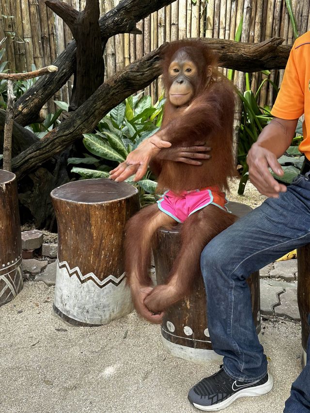 來泰國Safari World當一天動物飼養員吧！