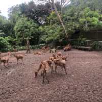 Fun Day at Zoo Negara