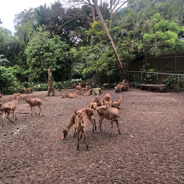 Fun Day at Zoo Negara