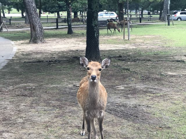 Nara - First permanent Capital of Japan