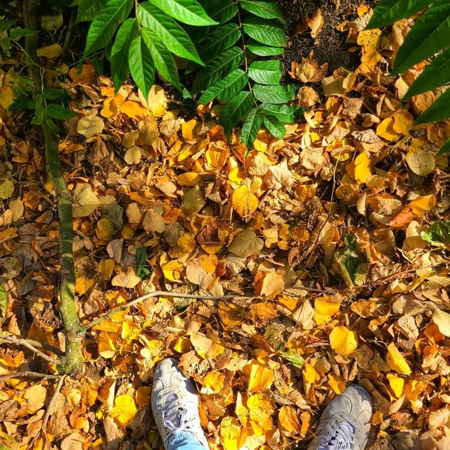 Autumn Bath 